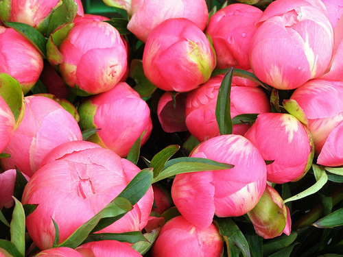 closed peonies